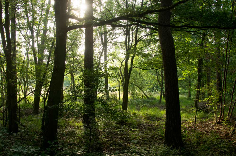 Zoerselbos © Filip Van Boven