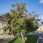 Het Museum van de organische cultuur en het Svjato-Troitskij Novo-Goloetvinskij vrouwenklooster in de achtergrond Het Museum van de organische cultuur en het Svjato-Troitskij Novo-Goloetvinskij vrouwenklooster in de achtergrond