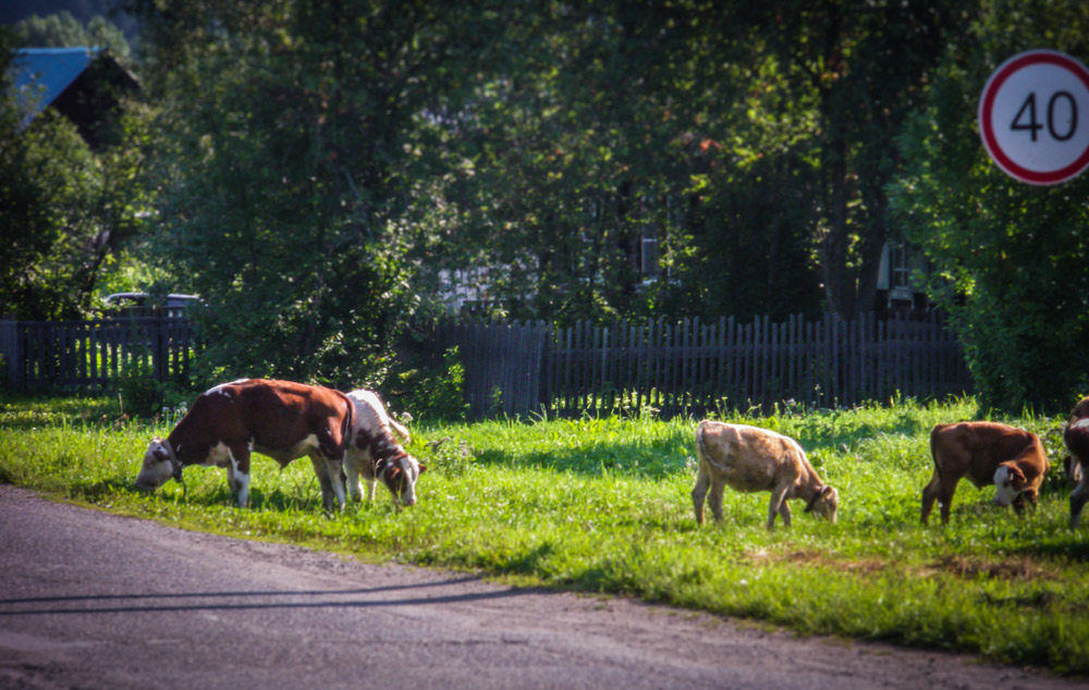 Kalveren langs de weg